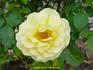 Amber Waves ™ rose photo