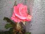 Hoh-Jun rose photo