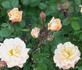 Amber Flash ™ rose photo