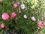 Dreamglo rose photo