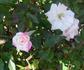 Peachy White rose photo