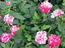 Jolly Cupido rose photo