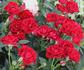 Cherry Cupido rose photo