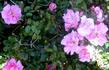 Pinkie rose photo