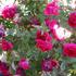 Red Cécile Brünner rose photo