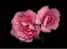 Elisio rose photo