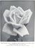 Miss Willmott rose photo