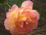 Charlotte Brownell rose photo