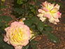 Charlotte Brownell rose photo