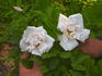 Mont Blanc rose photo