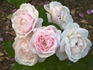 Madame Souchet rose photo