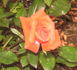 Julie Ann rose photo