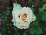 Sahara de Meilland rose photo