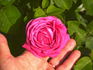 Duchesse de Galliera rose photo