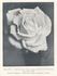 Edel rose photo