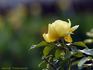 Friesensonne ® rose photo