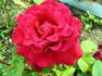 Ernest H. Morse rose photo