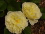 Mary Webb ® rose photo