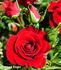 SABfranco rose photo