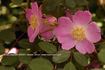 R. davidii elongata rose photo
