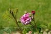 Rosa heterophylla Hort. rose photo