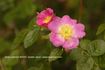 R. iberica rose photo