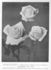 Frances Gaunt rose photo