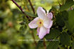<i>Rosa</i> x <i>engelmannii</i> S. Wats. rose photo