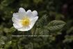 R. obtusifolia rose photo