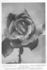 Mrs. Walker rose photo
