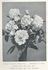 Evelyn Thornton rose photo
