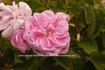 Alba Mutabilis rose photo
