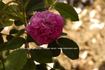 Alector Cramoisi rose photo