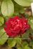 Ami Léon Chenault rose photo