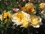 Southern Belle rose photo