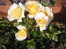 Southern Belle rose photo