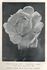 Constance Casson rose photo