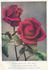 Courtney Page rose photo