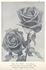 Earl Haig rose photo