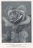 Arthur Cook rose photo