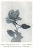 Captain F. S. Harvey Cant rose photo