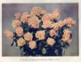 Margaret Dickson Hamill rose photo