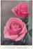 Lady Florence Stronge rose photo