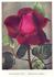 John Russell rose photo