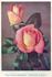 Doris Dickson rose photo