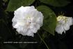 Rose d'Hivers rose photo