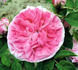 Anne-Marie Lefloch rose photo