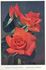 Charles P. Kilham rose photo