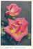 Cherry rose photo