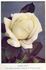 Everest rose photo